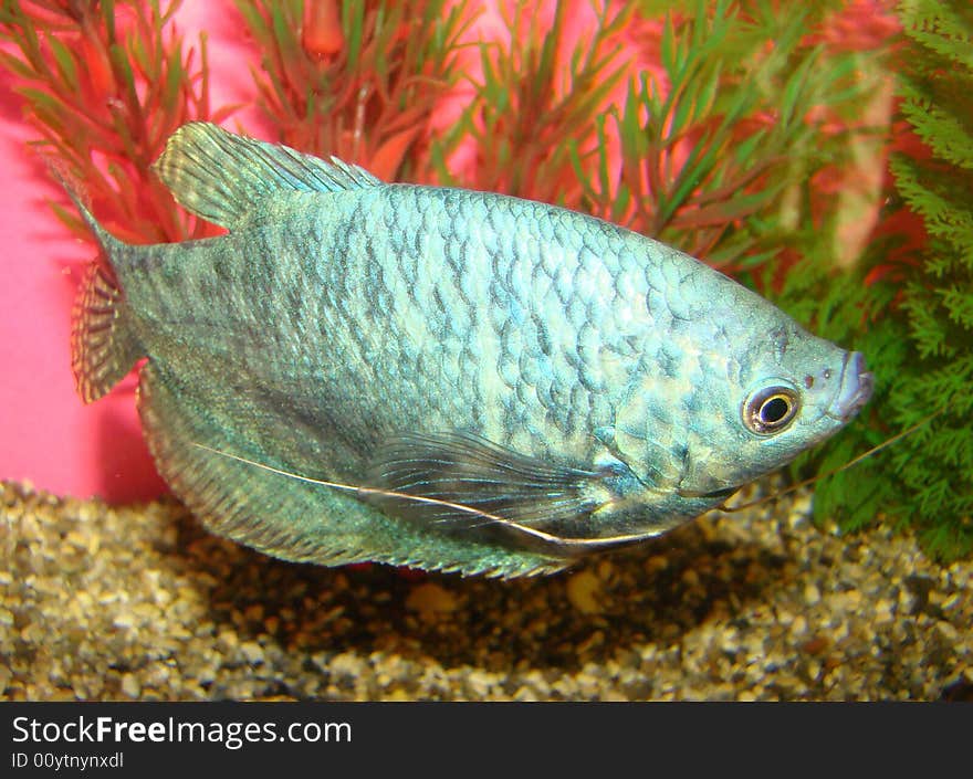 Aquarian fish Trichogaster trichopterus