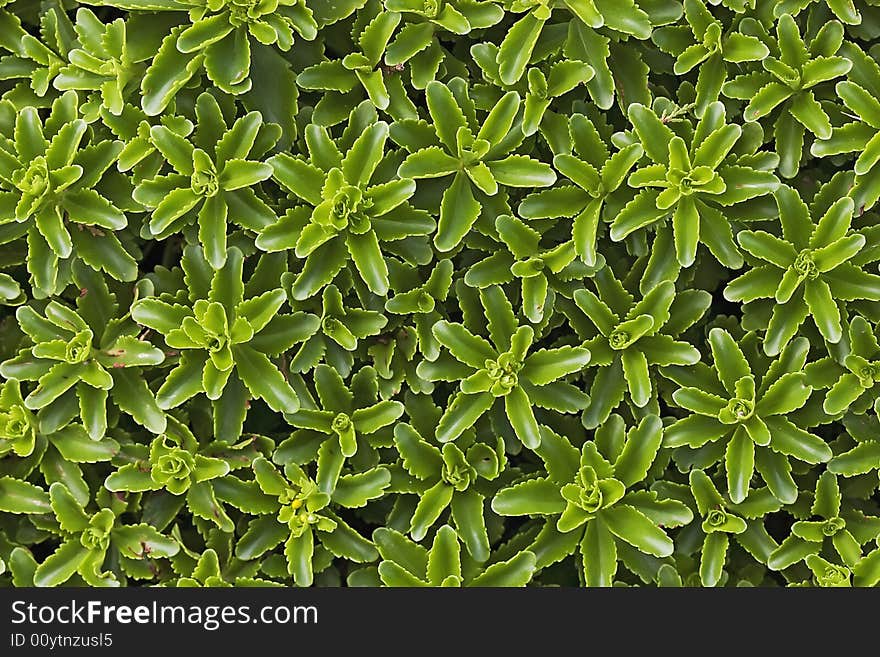 Green background from plants in the afternoon. Green background from plants in the afternoon