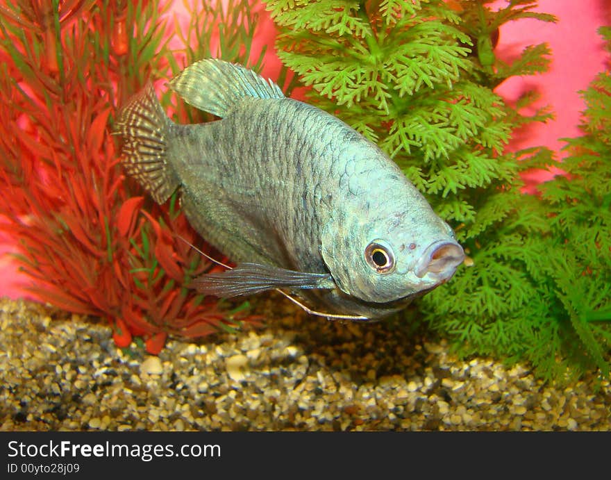 Aquarian fish Trichogaster trichopterus