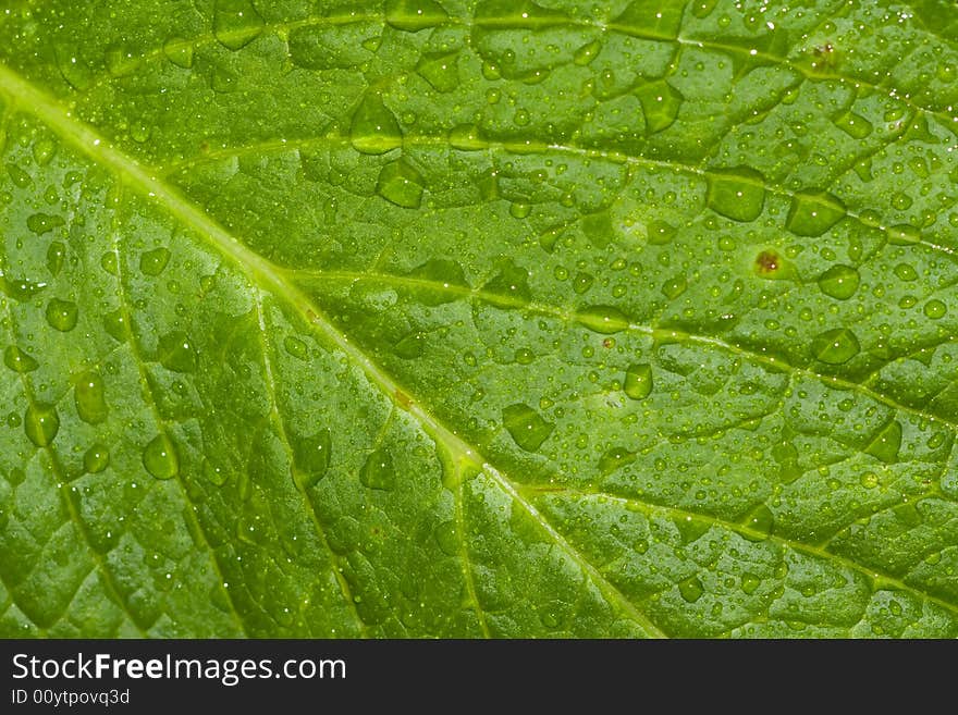 Closeup of shinny waterdrops on a green leaf. Excellent background. Closeup of shinny waterdrops on a green leaf. Excellent background