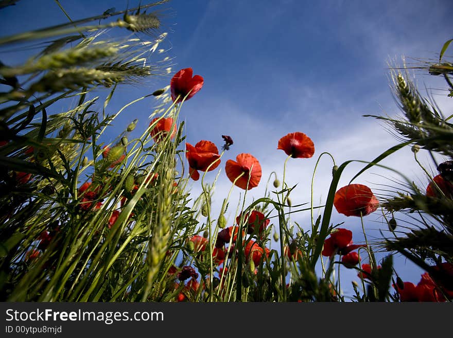 Red Poppies In The Summer