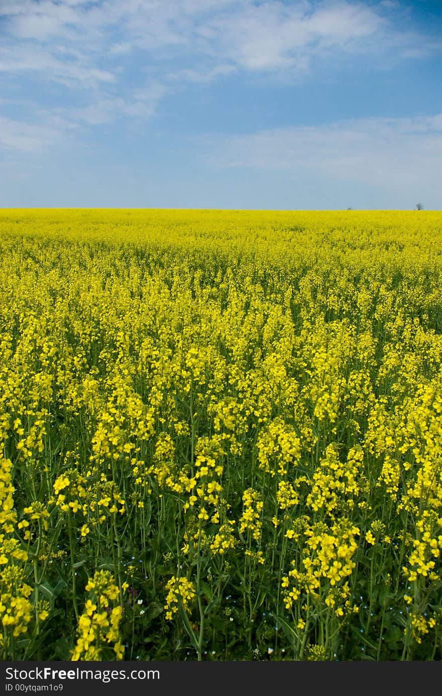 seed field in bright summer day. seed field in bright summer day