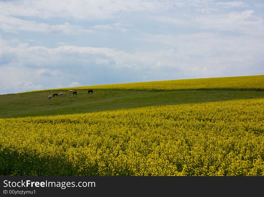 Rape seed field in bright summer day. Rape seed field in bright summer day