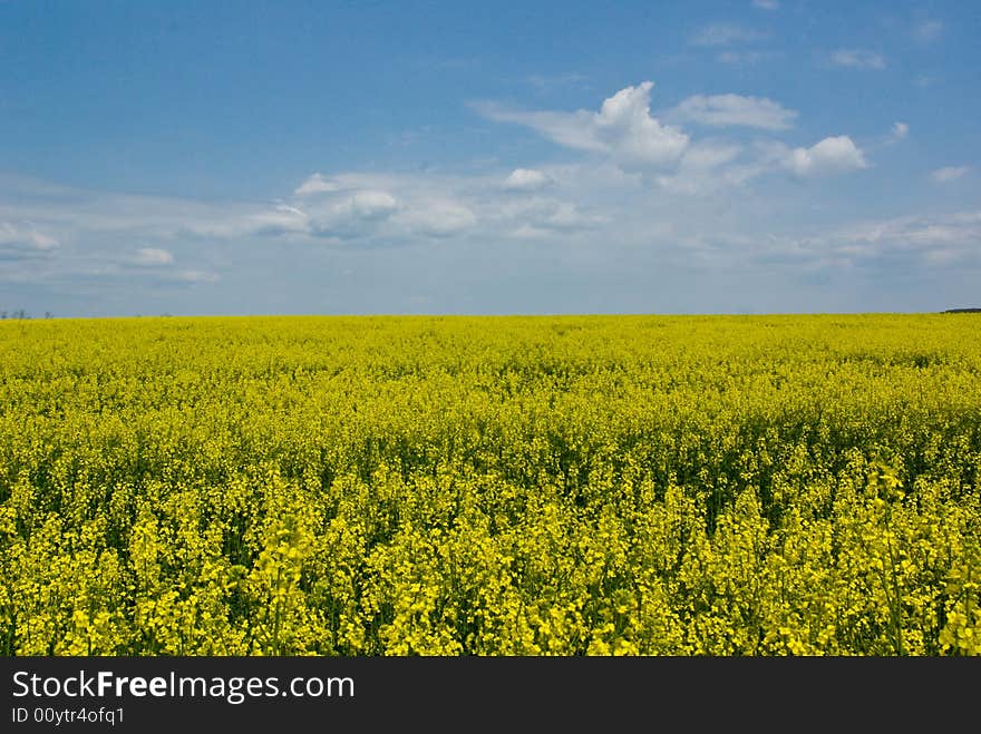 seed field in bright summer day. seed field in bright summer day