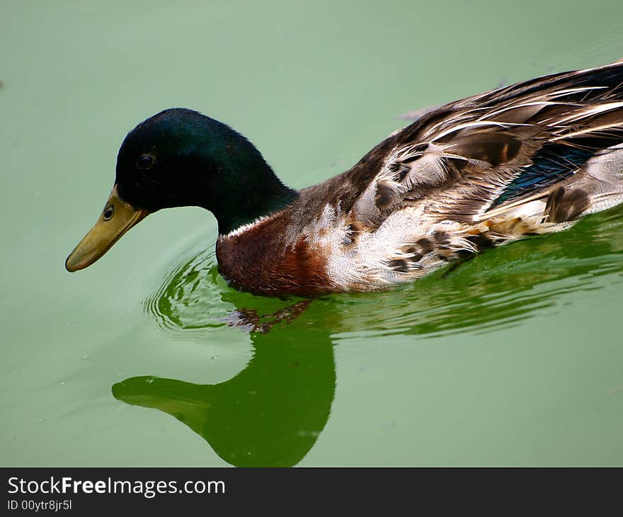 A wild duck swimming on a little lake