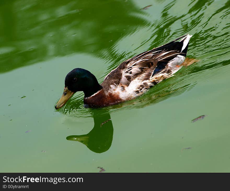 Swimming wild duck