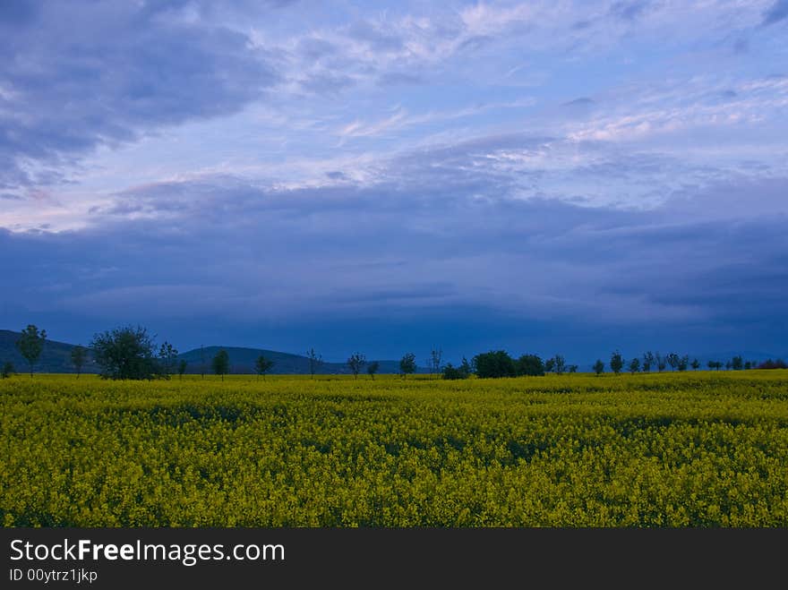 Rape seed field in bright summer day. Rape seed field in bright summer day