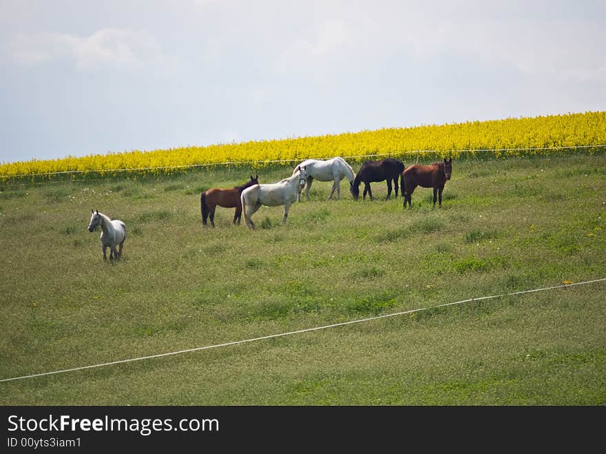 seed field in bright summer day. seed field in bright summer day