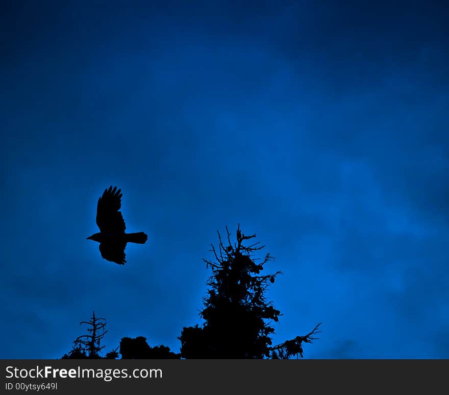 A crow taking off from the top of a tree. A crow taking off from the top of a tree