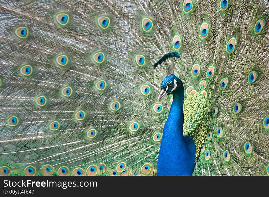 A close up of a peacock with spread tail