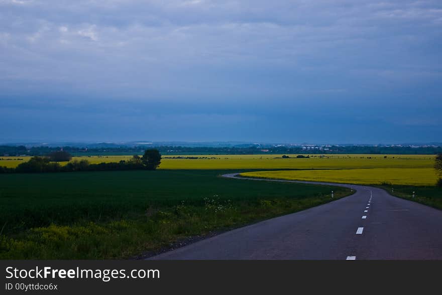 Rape fields in the evening