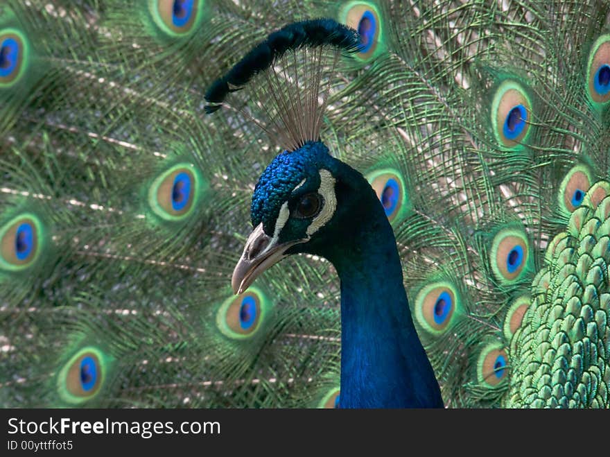 A close up of a peacock with spread tail