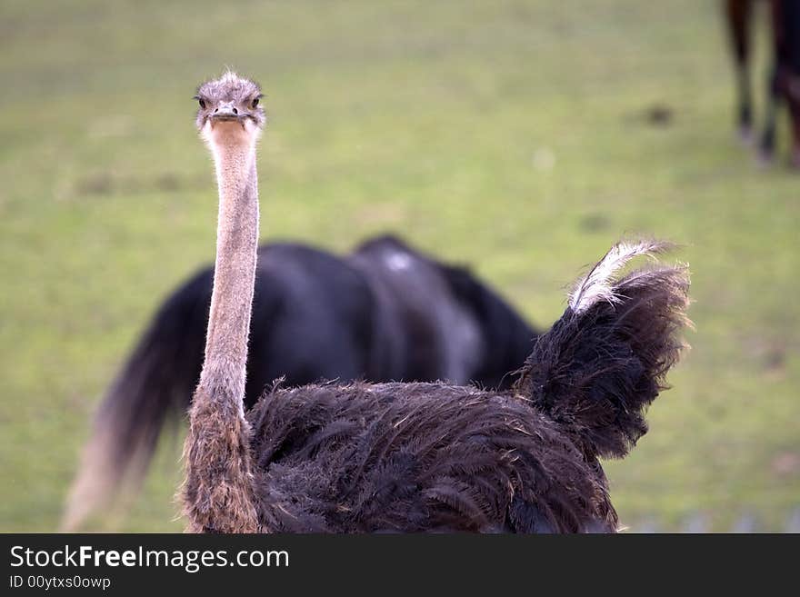 Curious Ostrich