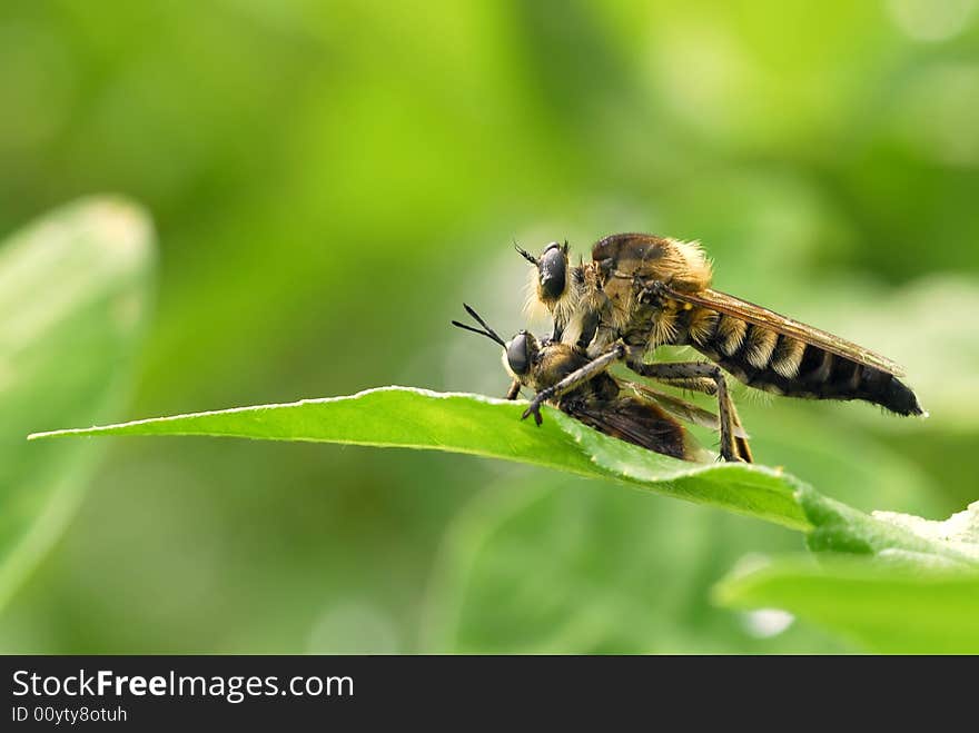 (Ommatius Chinensis Fabricius) Preying