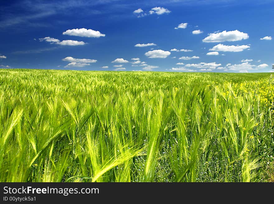 Colorful green field with cloudy blue sky