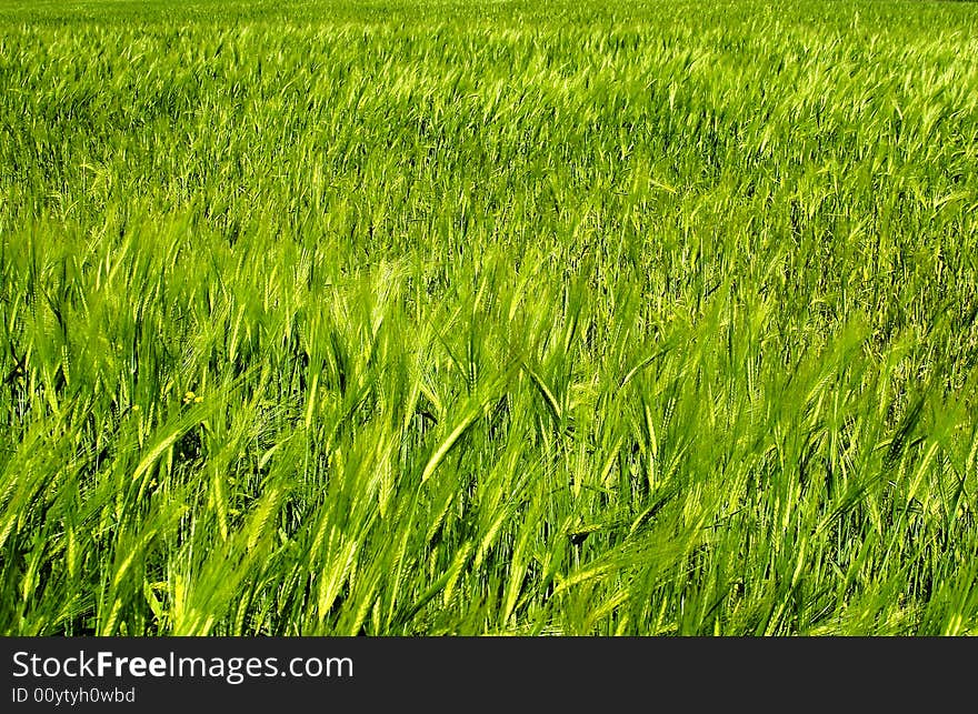 Background of green wheat field