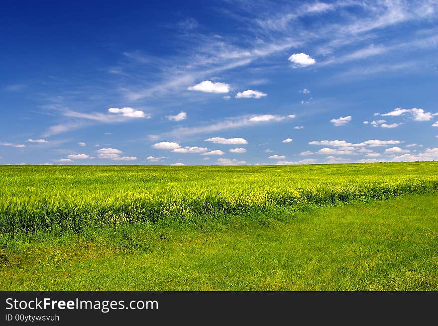 Colorful green field with cloudy blue sky