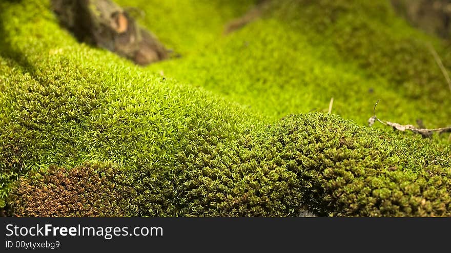 Macro of Moss growing on the surface of a tree trunk. Macro of Moss growing on the surface of a tree trunk