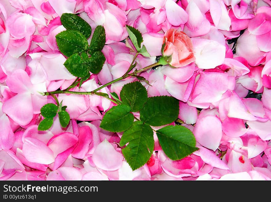 Single rose on a pink petals