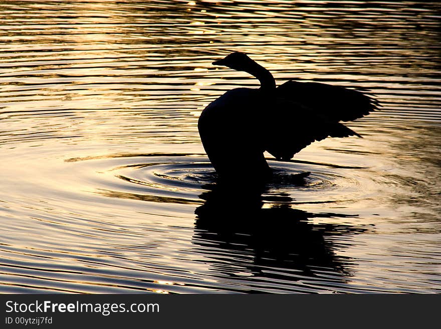 Spread-wings duck silhouette