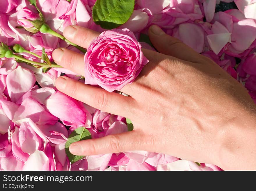 Female hand with pink rose. Female hand with pink rose