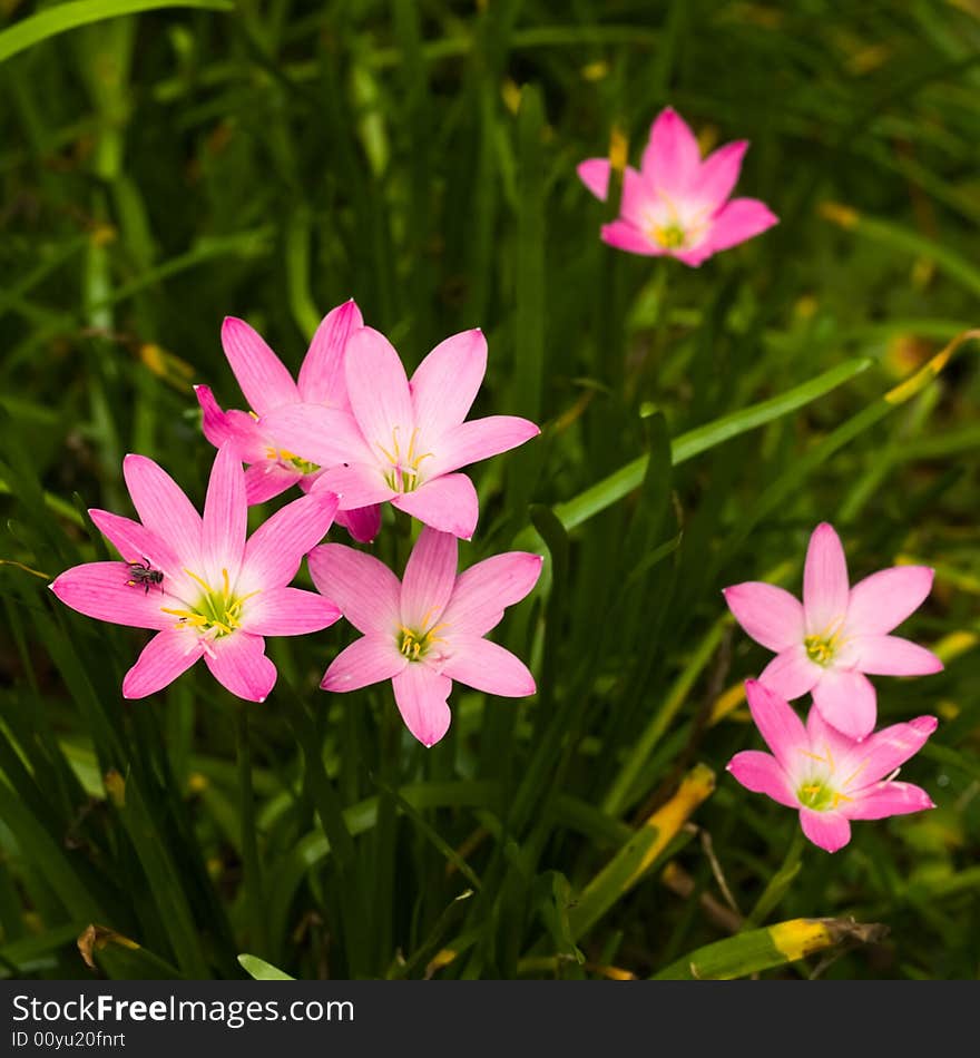 Cluster of freshly bloomed Pink Lilies in the morning. Cluster of freshly bloomed Pink Lilies in the morning