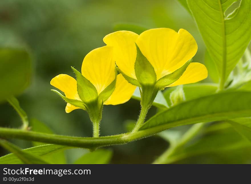 Rear of a Pair of Yellow Flower