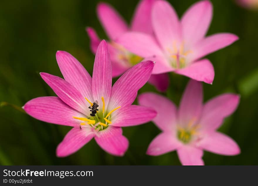 Stingless bee foraging in a pink freshly bloomed lily growing in a cluster of other flowers. Stingless bee foraging in a pink freshly bloomed lily growing in a cluster of other flowers