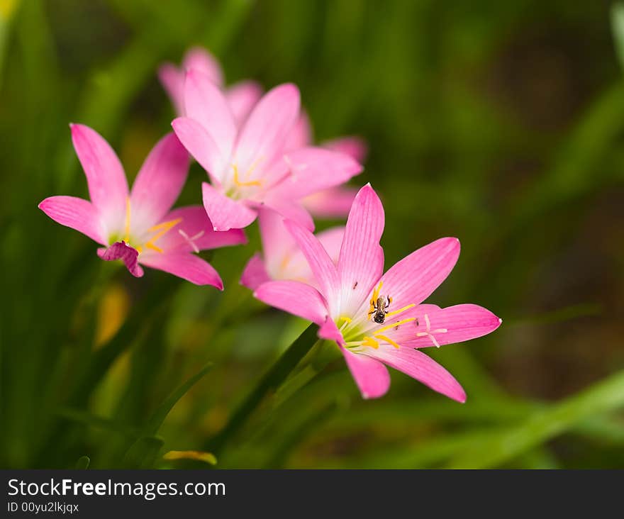 Stingless bee foraging in a pink freshly bloomed lily growing in a cluster of other flowers. Stingless bee foraging in a pink freshly bloomed lily growing in a cluster of other flowers