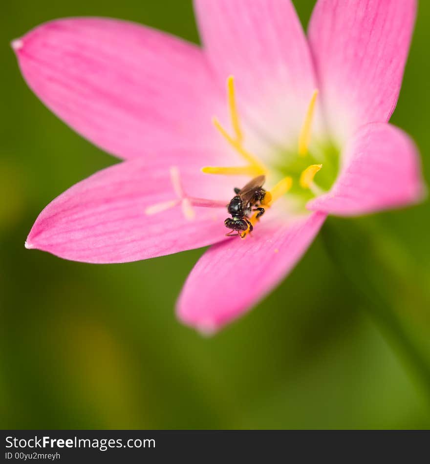 Stingless bee foraging in a pink freshly bloomed lily. Stingless bee foraging in a pink freshly bloomed lily