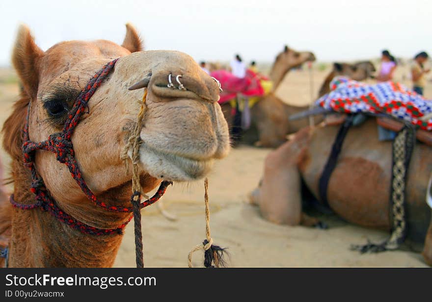 A decorated camel in desert. Part of a caravan in India.