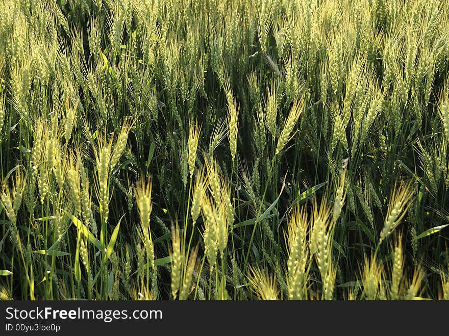 Early wheat in spring a common sight ib the agricultural Midwest.