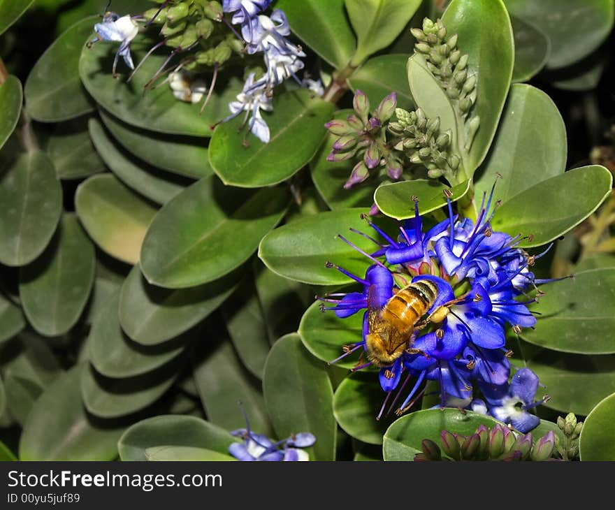 Blue Flower And A Bee2