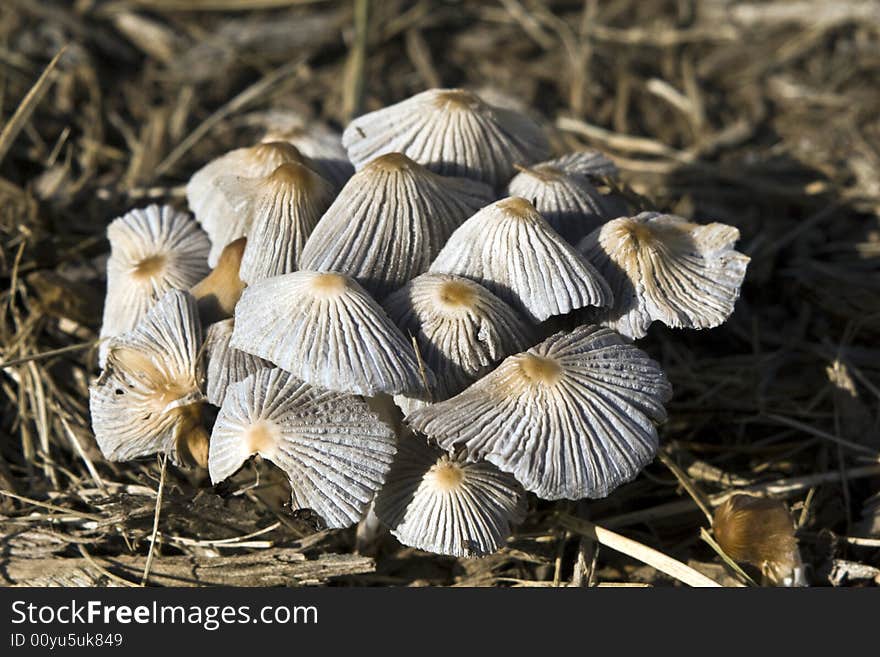 White fungi growing in mulch.