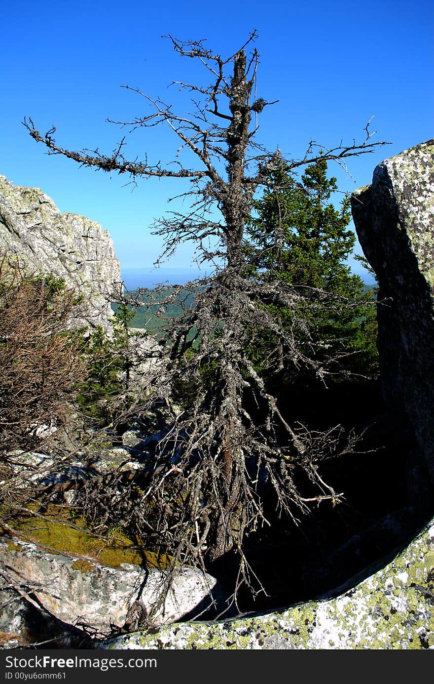 Dead tree in the mountains