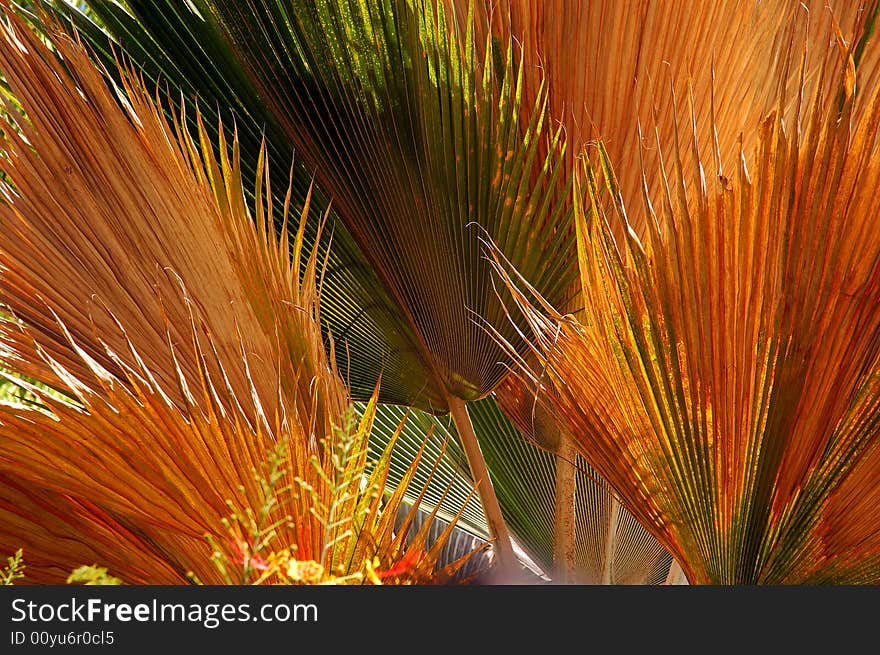 A close view of a colorful leaf. A close view of a colorful leaf.