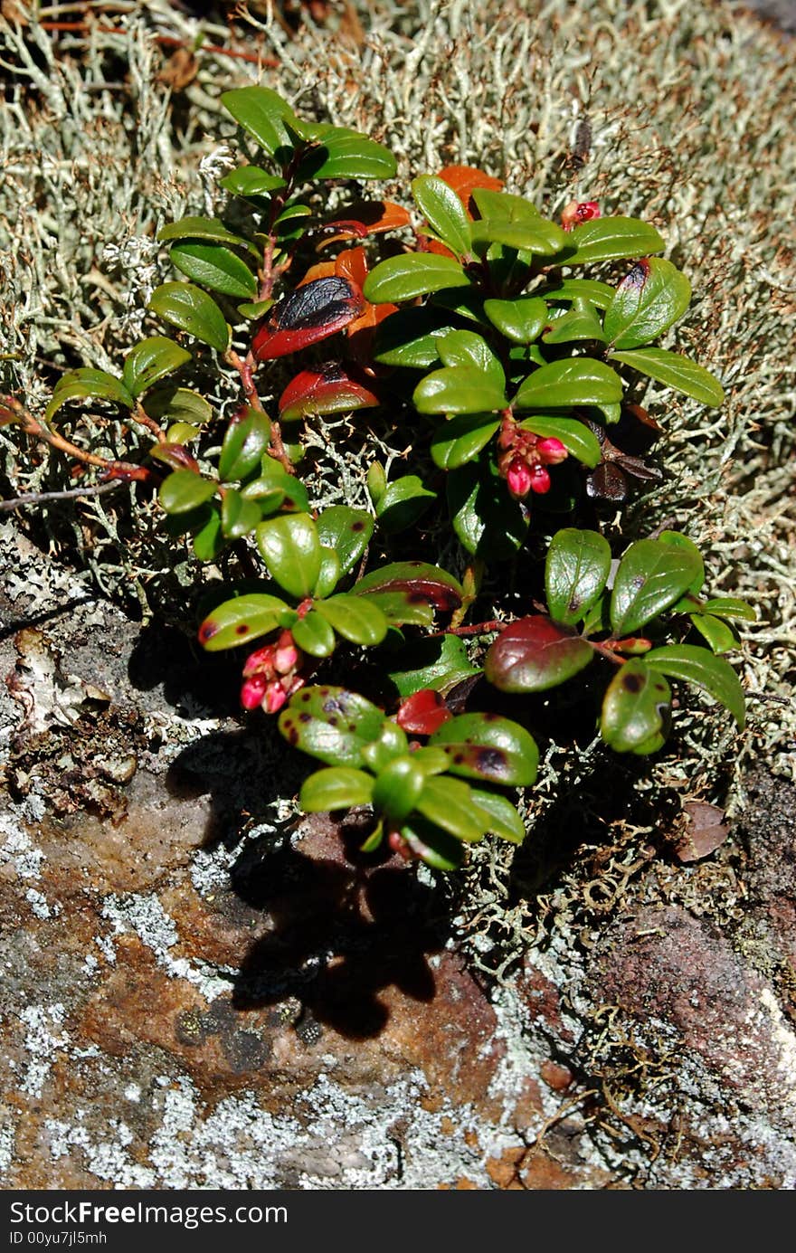 Bush on the rock