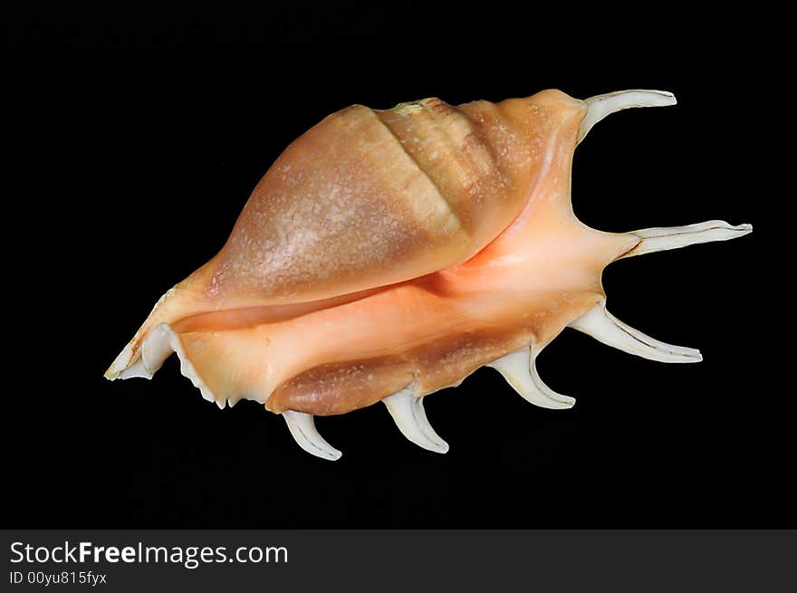 Shell with horns