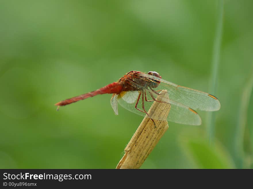 Dragon fly basking in the morning sun. Dragon fly basking in the morning sun