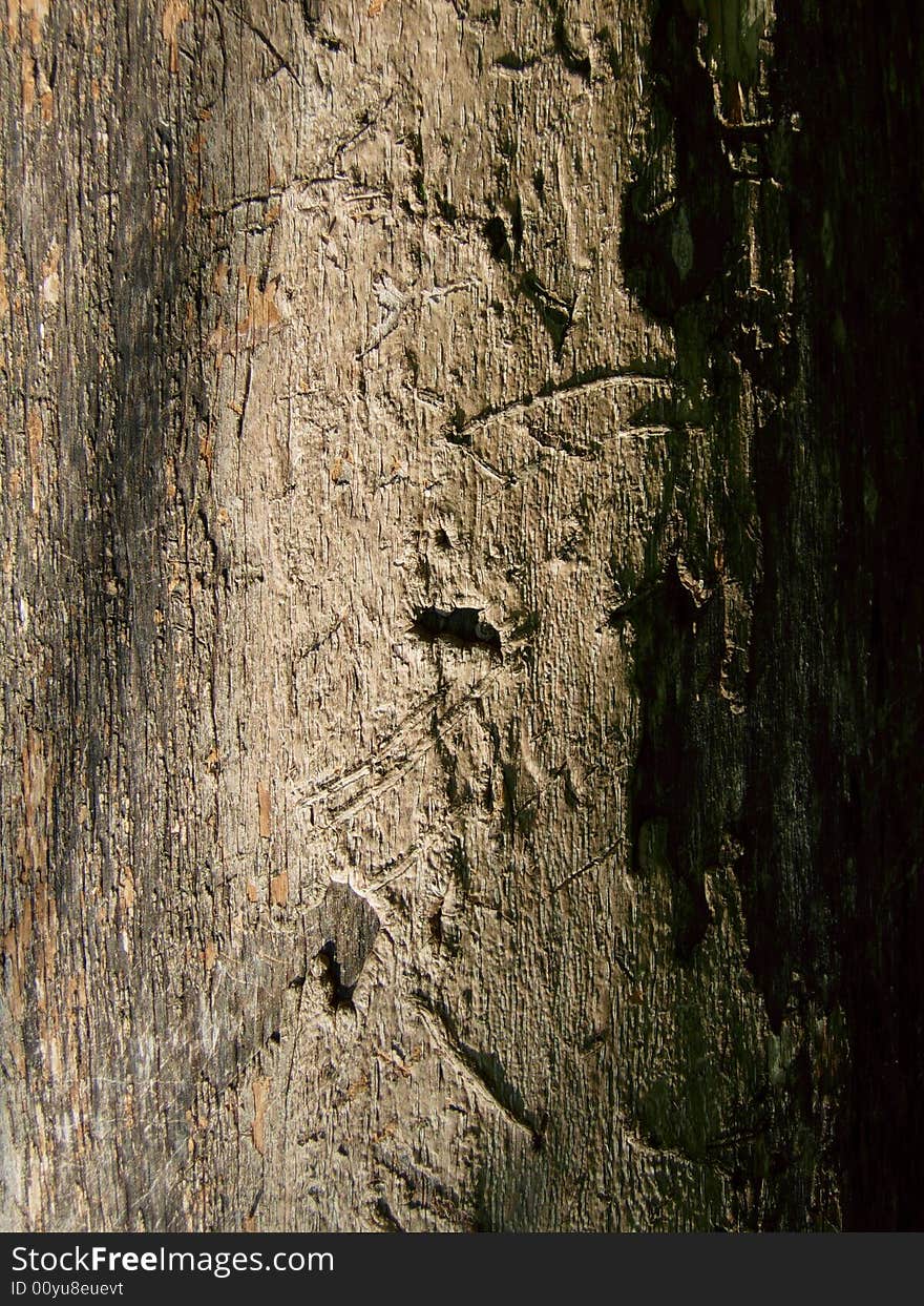 Bare, scarred patch of bark on the side of a tree. Bare, scarred patch of bark on the side of a tree.