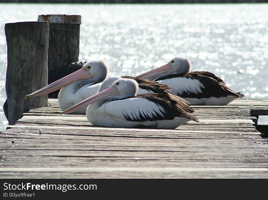 Pelicans Three