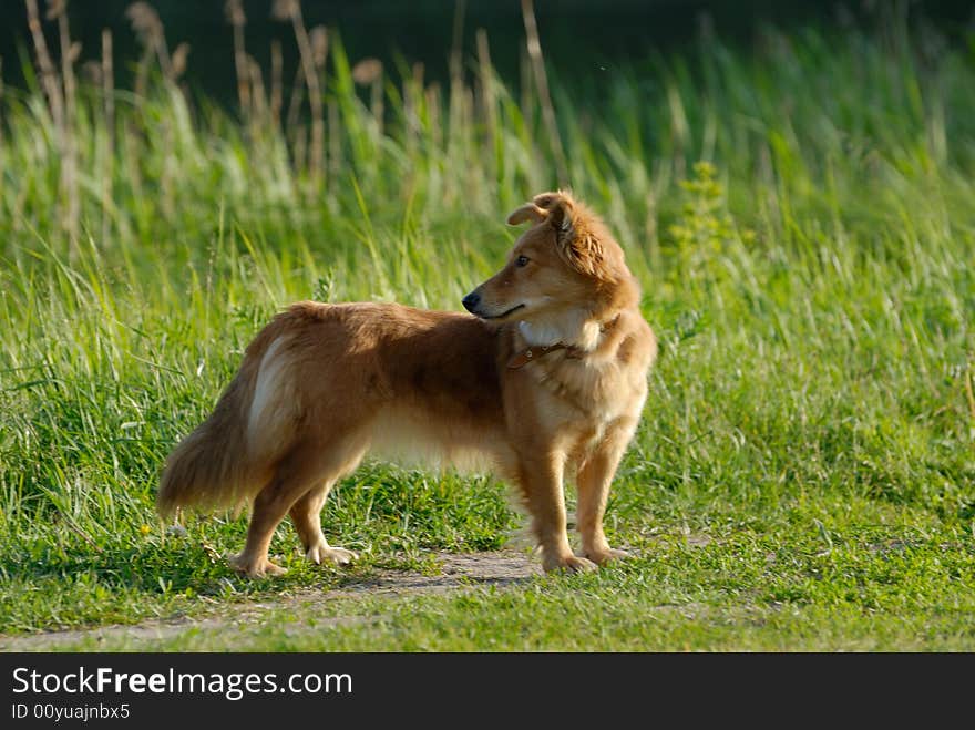 A sheltie standing on the grass in the evemimg