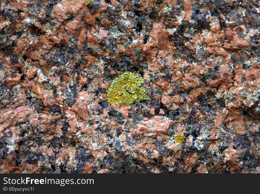 Lichen on a rose stone on the shore