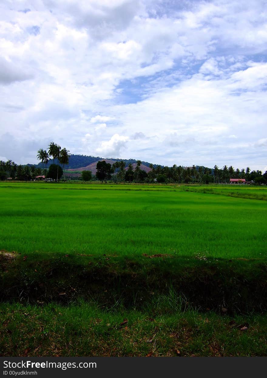 Over look the blue sky and green paddy field