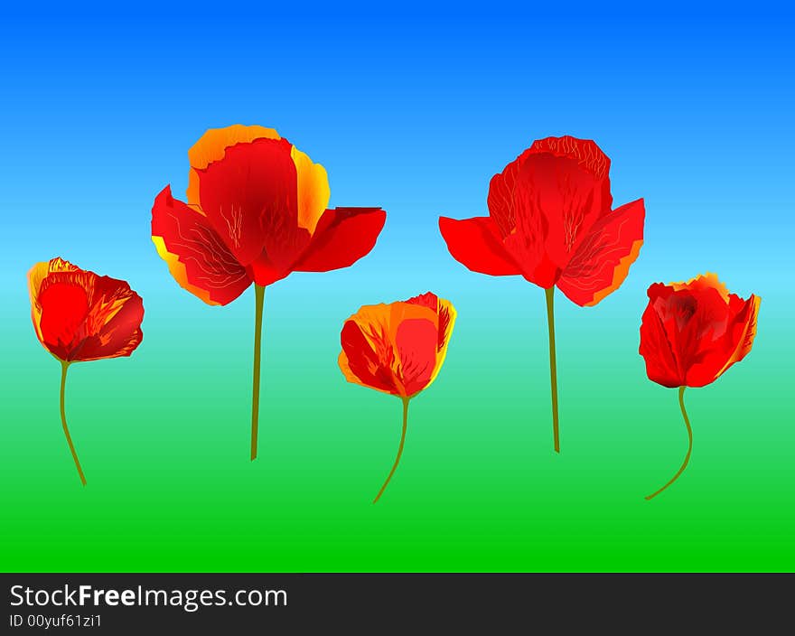 Red poppies