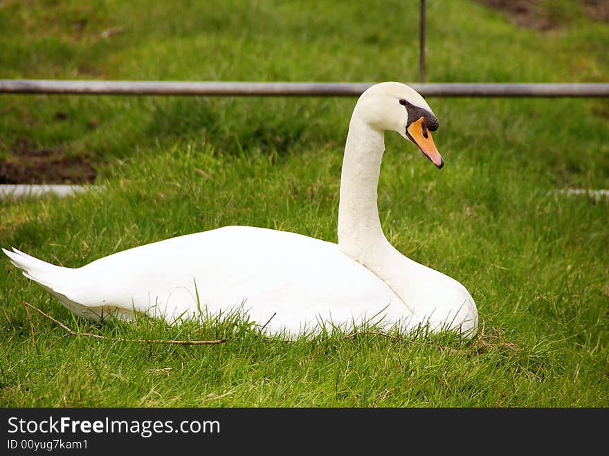 A mute swan lying in the grass