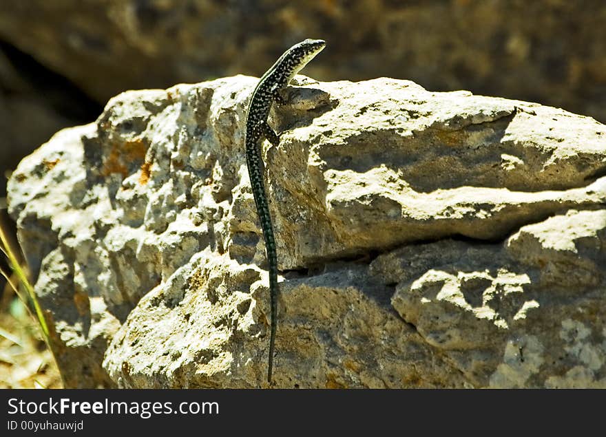 A little lizard close up in Sardinia. A little lizard close up in Sardinia.