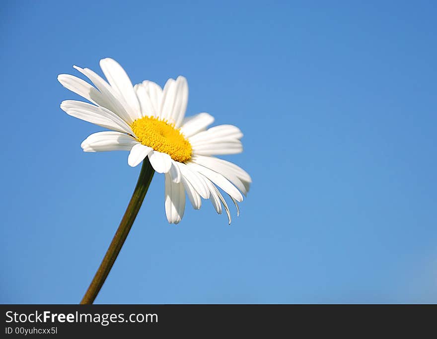 Camomile on a blue background - sky, of course :)
Russia, Summer 2008.