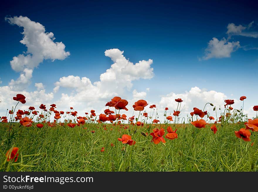 Poppy-field