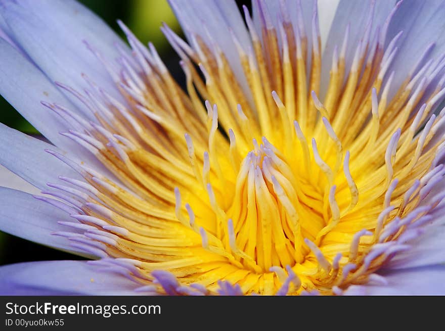 Detailed waterlily with the color of light purple. Detailed waterlily with the color of light purple.